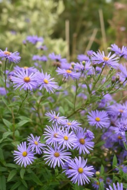 Asters Aster thomsonii 5-10 potte P9 Aster thomsonii