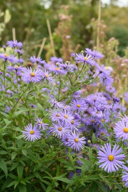 Asters Aster thomsonii 5-10 potte P9 Aster thomsonii