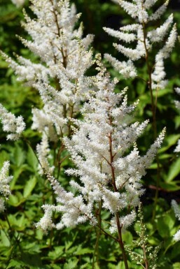 Astilbe Astilbe arendsii 'Brautschleier' 5-10 potte P9 Astilbe arendsii 'Brautschleier'