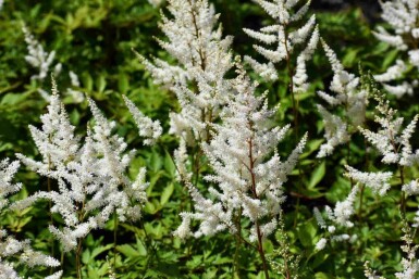 Astilbe Astilbe arendsii 'Brautschleier' 5-10 potte P9 Astilbe arendsii 'Brautschleier'