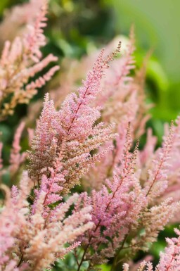 Astilbe Astilbe arendsii 'Erika' 5-10 potte P9 Astilbe arendsii 'Erika'