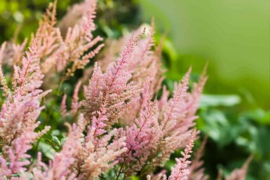 Astilbe Astilbe arendsii 'Erika' 5-10 potte P9 Astilbe arendsii 'Erika'