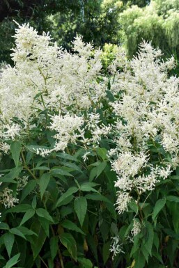 Astilbe Astilbe japonica 'Deutschland' 5-10 potte P9 Astilbe japonica 'Deutschland'