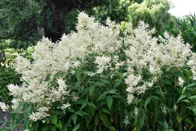 Astilbe Astilbe japonica 'Deutschland' 5-10 potte P9 Astilbe japonica 'Deutschland'