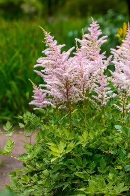 Astilbe Astilbe japonica 'Europa' 5-10 potte P9 Astilbe japonica 'Europa'