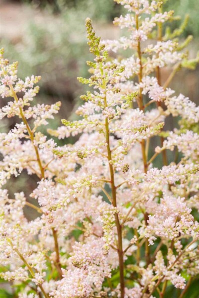 Astilbe Astilbe japonica 'Peach Blossom' 5-10 potte P9 Astilbe japonica 'Peach Blossom'