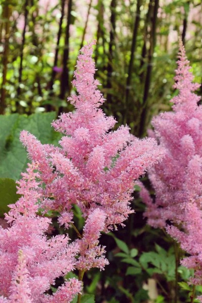 Astilbe Astilbe japonica 'Rheinland' 5-10 potte P9 Astilbe japonica 'Rheinland'