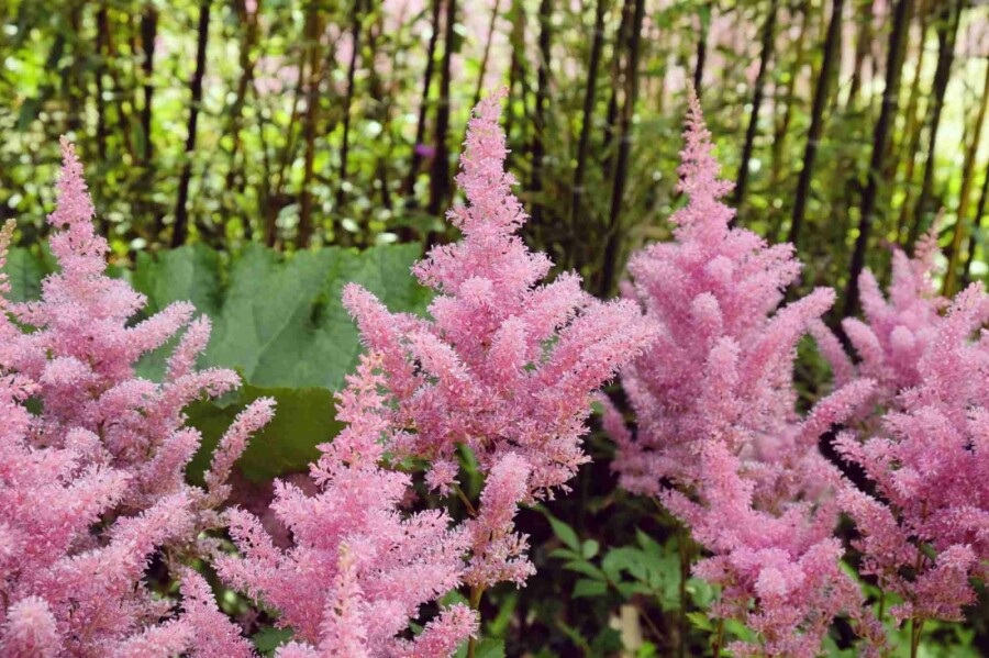 Astilbe Astilbe japonica 'Rheinland' 5-10 potte P9 Astilbe japonica 'Rheinland'