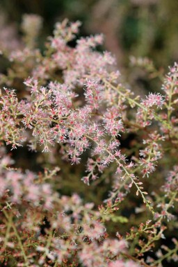Astilbe Astilbe simplicifolia 'Sprite' 5-10 potte P9 Astilbe simplicifolia 'Sprite'