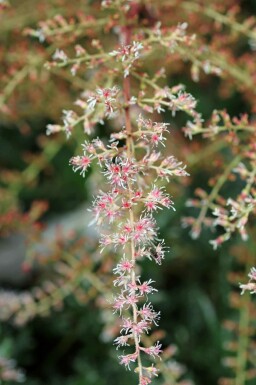 Astilbe Astilbe simplicifolia 'Sprite' 5-10 potte P9 Astilbe simplicifolia 'Sprite'