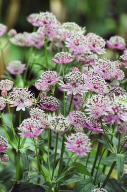 Stjerneskærm Astrantia major 'Buckland' 5-10 potte P9 Astrantia major 'Buckland'