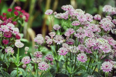 Stjerneskærm Astrantia major 'Buckland' 5-10 potte P9 Astrantia major 'Buckland'