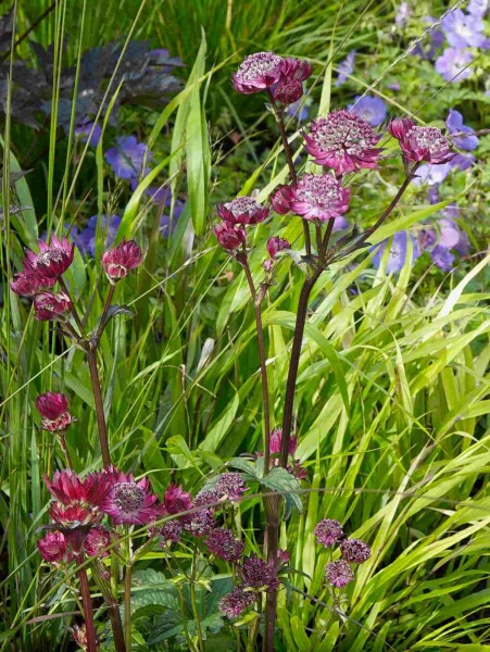 Stjerneskærm Astrantia major 'Claret' 5-10 potte P9 Astrantia major 'Claret'