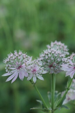 Stjerneskærm Astrantia major 'Florence' 5-10 potte P9 Astrantia major 'Florence'