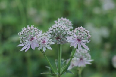 Stjerneskærm Astrantia major 'Florence' 5-10 potte P9 Astrantia major 'Florence'