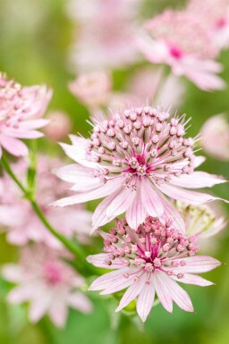 Stjerneskærm Astrantia major 'Roma' 5-10 potte P9 Astrantia major 'Roma'