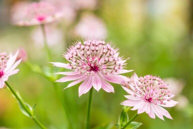 Stjerneskærm Astrantia major 'Roma' 5-10 potte P9 Astrantia major 'Roma'