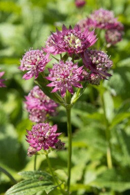 Stjerneskærm Astrantia major 'Rubra' 5-10 potte P9 Astrantia major 'Rubra'