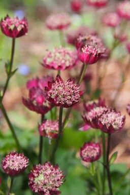 Stjerneskærm Astrantia major 'Moulin Rouge' 5-10 potte P9 Astrantia major 'Moulin Rouge'
