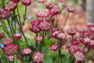 Stjerneskærm Astrantia major 'Moulin Rouge' 5-10 potte P9 Astrantia major 'Moulin Rouge'