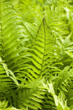 Skovbregne Athyrium filix-femina 5-10 potte P9 Athyrium filix-femina