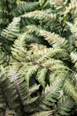 Japansk bregne Athyrium niponicum 'Metallicum' 5-10 potte P9 Athyrium niponicum 'Metallicum'