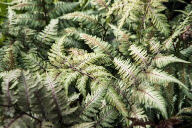 Japansk bregne Athyrium niponicum 'Metallicum' 5-10 potte P9 Athyrium niponicum 'Metallicum'