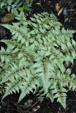 Sølvbregne Athyrium niponicum 'Pictum' 5-10 potte P9 Athyrium niponicum 'Pictum'