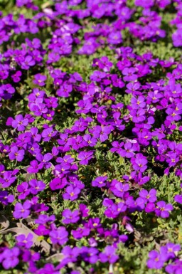 Blåpude Aubrieta 'Hamburger Stadtpark' 5-10 potte P9 Aubrieta 'Hamburger Stadtpark'