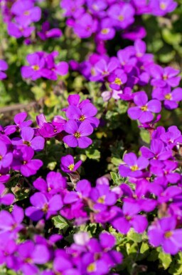 Blåpude Aubrieta 'Hamburger Stadtpark' 5-10 potte P9 Aubrieta 'Hamburger Stadtpark'