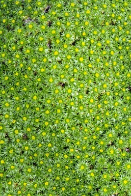 Azorella Azorella trifurcata 5-10 potte P9 Azorella trifurcata