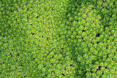 Azorella Azorella trifurcata 5-10 potte P9 Azorella trifurcata