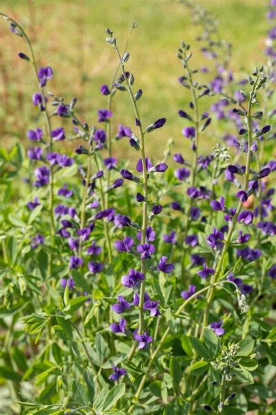 Falsk indigo Baptisia australis 5-10 potte P9 Baptisia australis