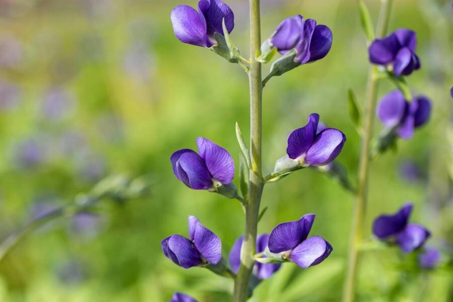 Falsk indigo Baptisia australis 5-10 potte P9 Baptisia australis