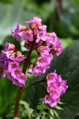 Elefantøre Bergenia cordifolia 'Purpurea' 5-10 potte P9 Bergenia cordifolia 'Purpurea'