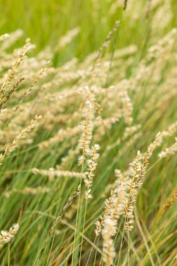 Blågræs Bouteloua gracilis 5-10 potte P9 Bouteloua gracilis