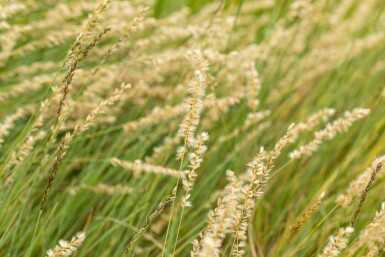 Blågræs Bouteloua gracilis 5-10 potte P9 Bouteloua gracilis
