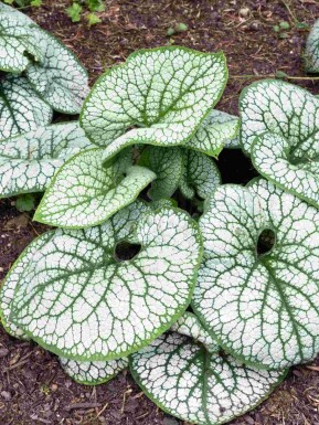 Kærmindesøster Brunnera macrophylla 'Sea Heart' 5-10 potte P9 Brunnera macrophylla 'Sea Heart'