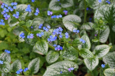 Kærmindesøster Brunnera macrophylla 'Sea Heart' 5-10 potte P9 Brunnera macrophylla 'Sea Heart'
