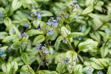 Sølvhjerte Brunnera macrophylla 'Silver Heart' 5-10 potte P9 Brunnera macrophylla 'Silver Heart'
