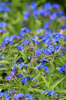 Purpurblå hjulkrone Buglossoides purpurocaerulea 5-10 potte P9 Buglossoides purpurocaerulea