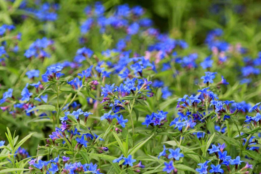 Purpurblå hjulkrone Buglossoides purpurocaerulea 5-10 potte P9 Buglossoides purpurocaerulea