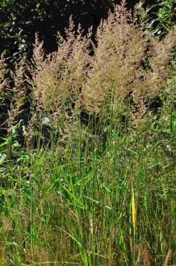Blåtop Calamagrostis arundinacea 5-10 potte P9 Calamagrostis arundinacea