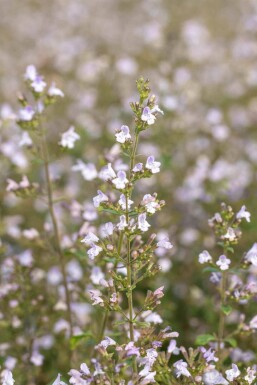 Katteurt Calamintha nepeta 'Blue Cloud' 5-10 potte P9 Calamintha nepeta 'Blue Cloud'
