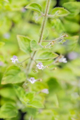 Katteurt Calamintha nepeta 'Blue Cloud' 5-10 potte P9 Calamintha nepeta 'Blue Cloud'