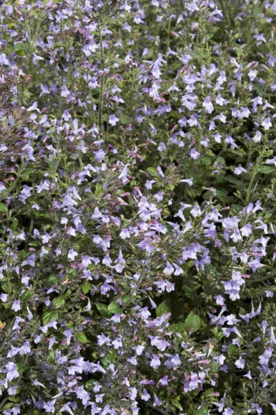 Calamintha nepeta 'Marvelette Blue'
