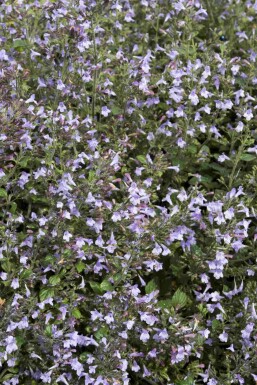 Katteurt Calamintha nepeta 'Marvelette Blue' 5-10 potte P9 Calamintha nepeta 'Marvelette Blue'