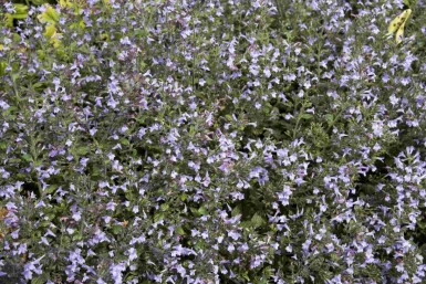Katteurt Calamintha nepeta 'Marvelette Blue' 5-10 potte P9 Calamintha nepeta 'Marvelette Blue'