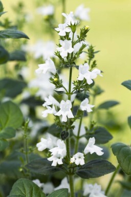 Katteurt Calamintha nepeta 'White Cloud' 5-10 potte P9 Calamintha nepeta 'White Cloud'