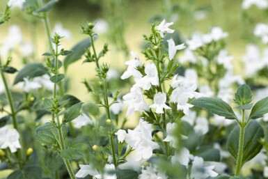 Katteurt Calamintha nepeta 'White Cloud' 5-10 potte P9 Calamintha nepeta 'White Cloud'